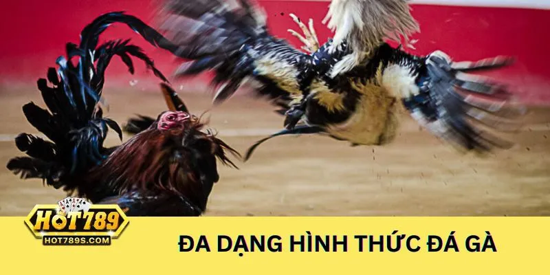 Đa dạng hình thức cược đấu gà trực tuyến hấp dẫn